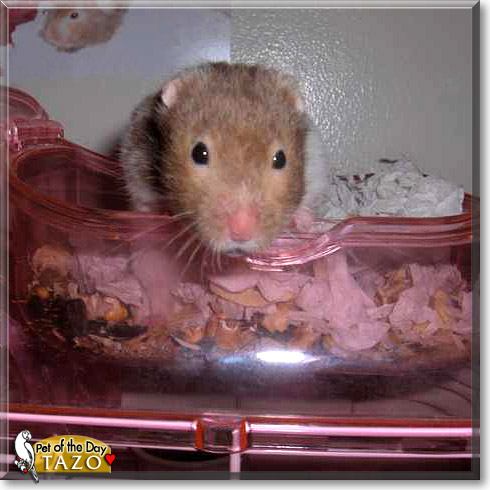 Tazo, the Pet of the Day