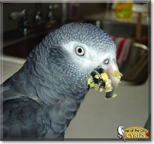Cyrus, the Pet of the Day Cyrus, the Pet of the Day