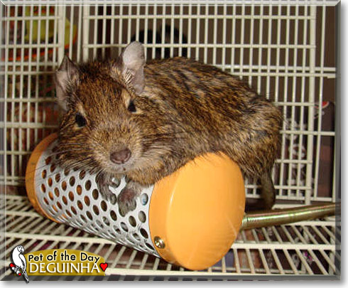 Deguinha, the Pet of the Day Deguinha, the Pet of the Day