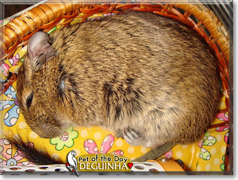 Deguinha, the Pet of the Day Deguinha, the Pet of the Day
