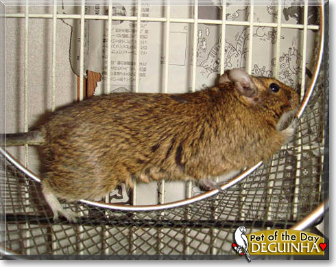 Deguinha, the Pet of the Day Deguinha, the Pet of the Day