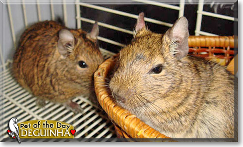 Deguinha, the Pet of the Day Deguinha, the Pet of the Day