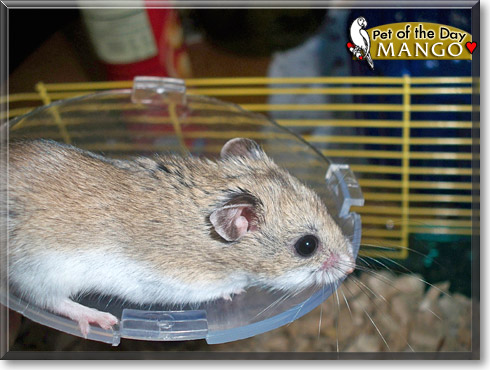 Mango, the Pet of the Day Mango, the Pet of the Day