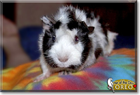 Oreo, the Pet of the Day