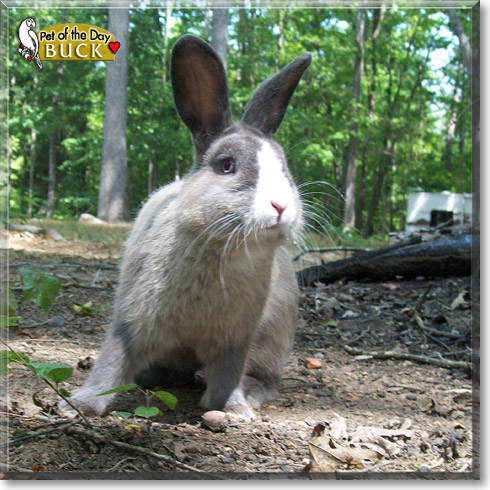 Buck, the Pet of the Day Buck, the Pet of the Day