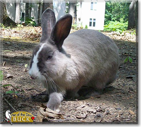 Buck, the Pet of the Day Buck, the Pet of the Day