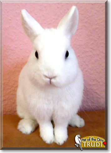 Trudi, the Pet of the Day Trudi, the Pet of the Day