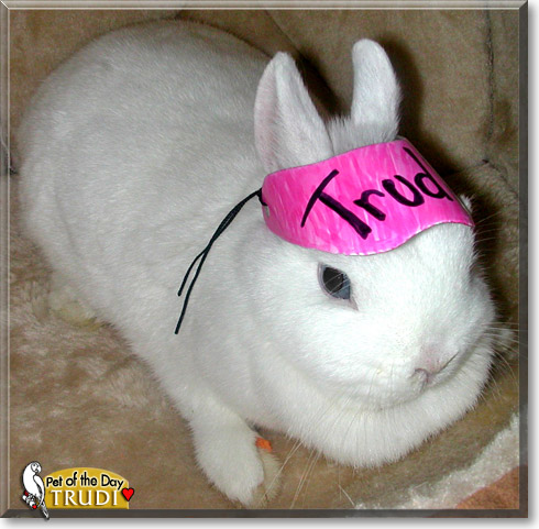 Trudi, the Pet of the Day Trudi, the Pet of the Day