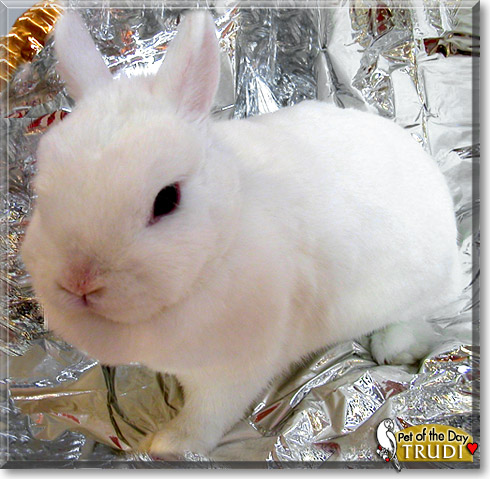 Trudi, the Pet of the Day Trudi, the Pet of the Day