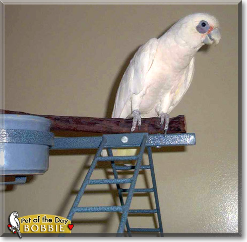 Bobbie, the Pet of the Day Bobbie, the Pet of the Day