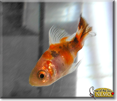 Nemo, the Pet of the Day Nemo, the Pet of the Day
