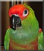 Kippie the Gold Cap Conure