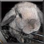 Emma the Holland Lop Rabbit