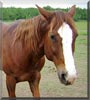 JR the Quarter Horse