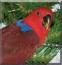 Chloe the Eclectus Parrot