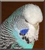 Zippy the Parakeet