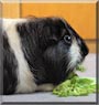 Tina the Guinea Pig