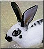 Mr. Buggs the Rabbit