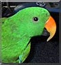 Jerico the Solomon Island Eclectus
