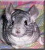 Dusty the Chinchilla