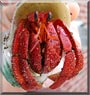 Hieba the Strawberry Hermit Crab