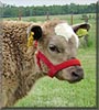 Dusty the Angus steer