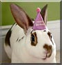 Clementine the Mini Rex rabbit