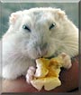 Jonas the Russian Dwarf Hamster