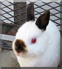 Smores the Netherland Dwarf Rabbit