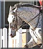 Chip the Appaloosa Horse