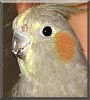 Liefie the Cockatiel