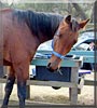 Homer the Standardbred Horse