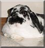 Winnie the Holland Lop Rabbit