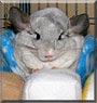 Chauncey the White Mosaic Chinchilla