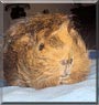 Truffle the Abyssinian, Guinea Pig