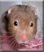 Tazo the Teddy Bear Hamster