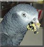 Cyrus the African Grey parrot