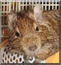 Deguinha the Degu