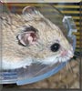 Mango the Chinese Dwarf Hamster