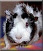 Oreo the Guinea Pig