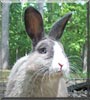 Buck the Rabbit