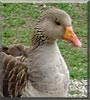 Jojo the Toulouse Goose