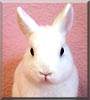 Trudi the Hermelin rabbit