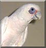 Bobbie the Bare eyed cockatoo