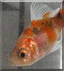Nemo the Goldfish