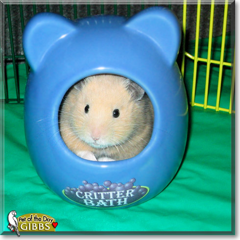 Gibbs, the Pet of the Day
