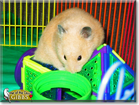 Gibbs, the Pet of the Day