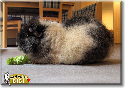 Bibi, the Pet of the Day