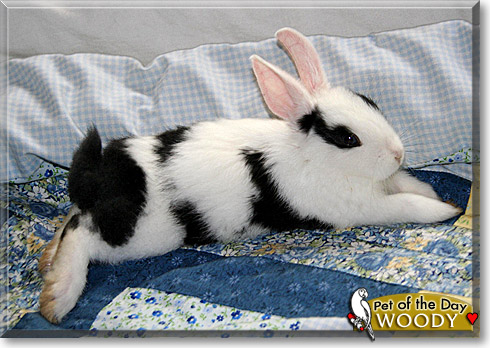 Woody, the Pet of the Day Woody, the Pet of the Day