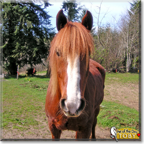 Toby, the Pet of the Day Toby, the Pet of the Day